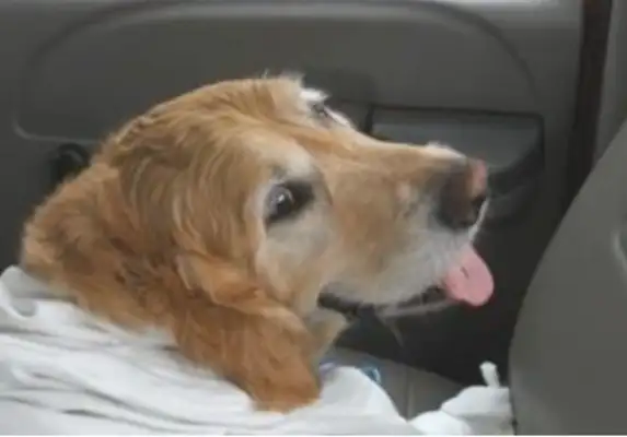 The guide dog keeps his master alive, smiles after he's hurt, and shakes his tail and says he's okay