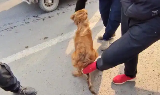 540! Gold hair on the car, money on the side of the car. It's a shame to shout at the dog. Dog dealer: Too bad you brought it