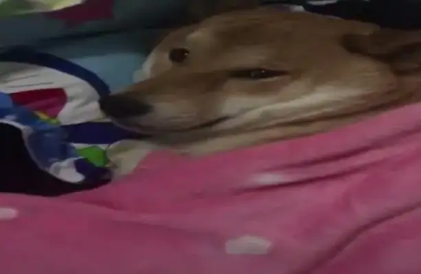 The Internet bought a little bed for the pappy, and the dog goes to bed on time every day