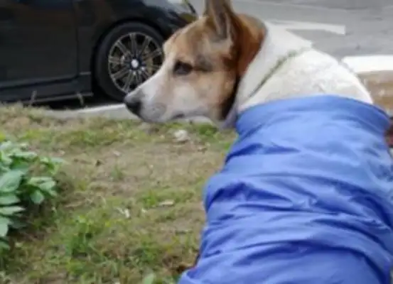 The dog was abandoned to recover his owner, and he was run over by a cripple