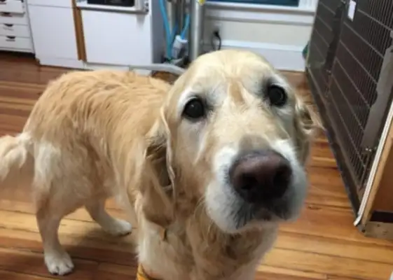 The guide dog keeps his master alive, smiles after he's hurt, and shakes his tail and says he's okay