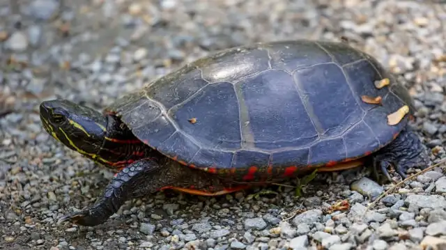 Tortoise is too long: how to trim and provide millet Objects