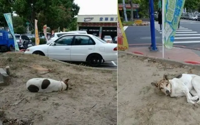 The dog was abandoned to recover his owner, and he was run over by a cripple