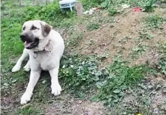The master passed away for many years, and the dog couldn't forget