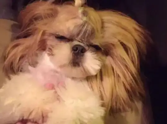 A man is going out of town, putting a dog in his girlfriend's care