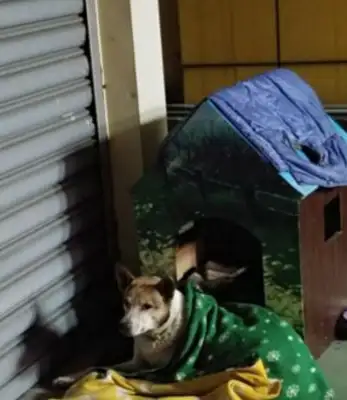 The dog was abandoned to recover his owner, and he was run over by a cripple