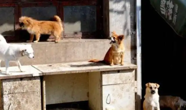 The couple adopted a bit dog and returned in 3 hours: Bite my family and hide it