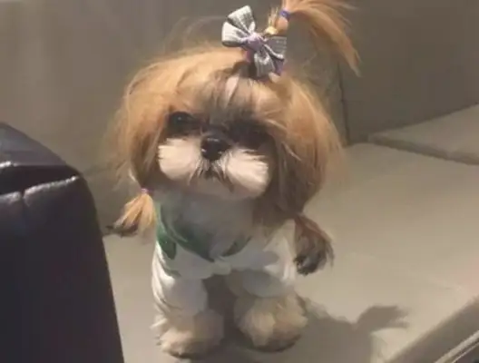 A man is going out of town, putting a dog in his girlfriend's care