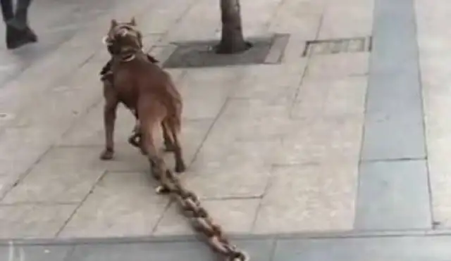 The dog goes forward with a hundred pounds of rope