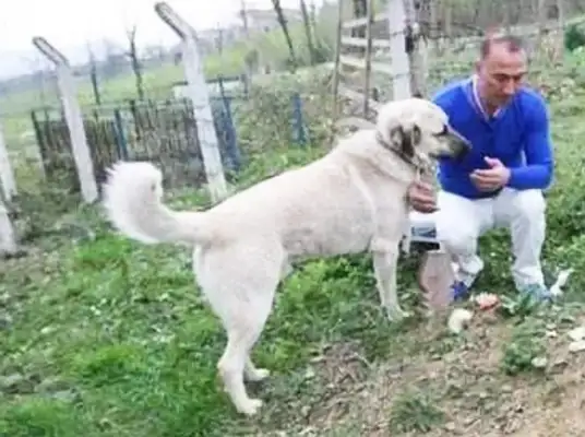The master passed away for many years, and the dog couldn't forget