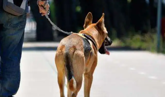 Every time my husband walks around with a dog, I think it hurts me: the dog is an excuse, the date is real