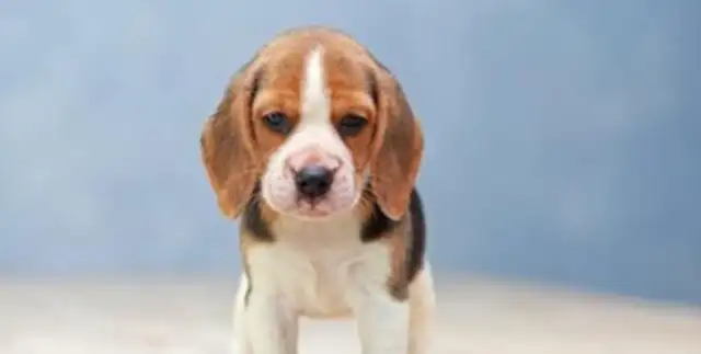 How do you get along with hearing impaired pets? The sign language, both cats and dogs
