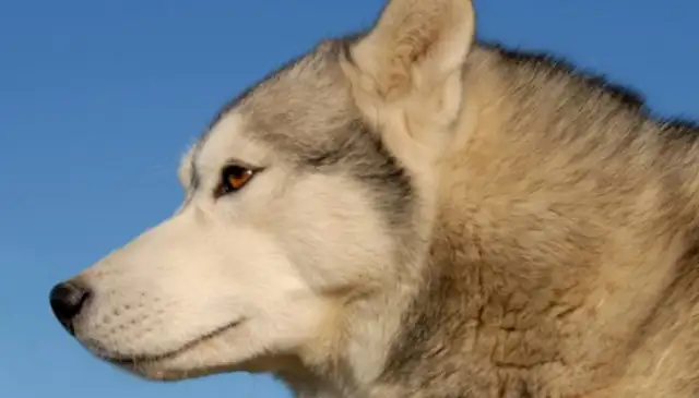 The dog becomes a wolf, and the master can't accept to be happy
