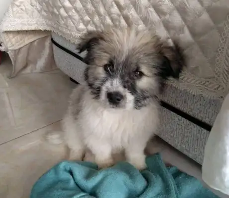 The stray dog was abandoned in the park, and the girl wanted to stay