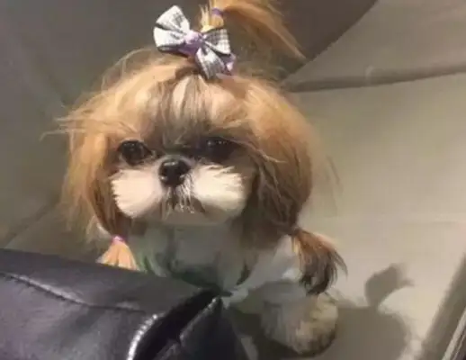 A man is going out of town, putting a dog in his girlfriend's care