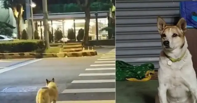 The dog was abandoned to recover his owner, and he was run over by a cripple