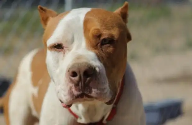 The couple adopted a bit dog and returned in 3 hours: Bite my family and hide it