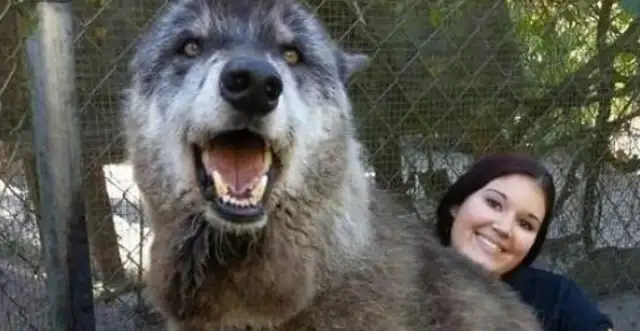 The dog becomes a wolf, and the master can't accept to be happy