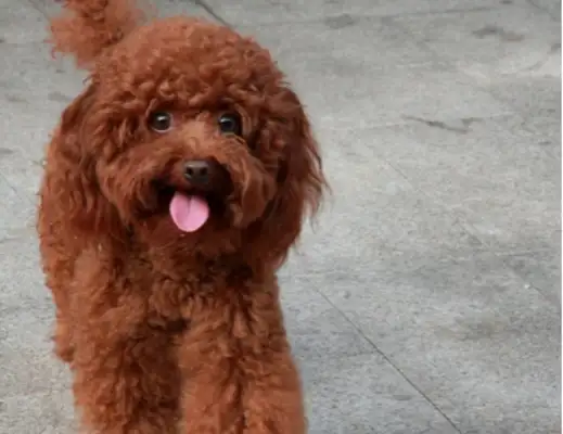 The Ningbo man took Teddy's dog home without permission and was taken into police custody. Stay