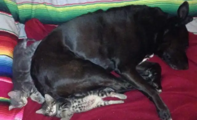 Mom started a cat-loving career because of her friends