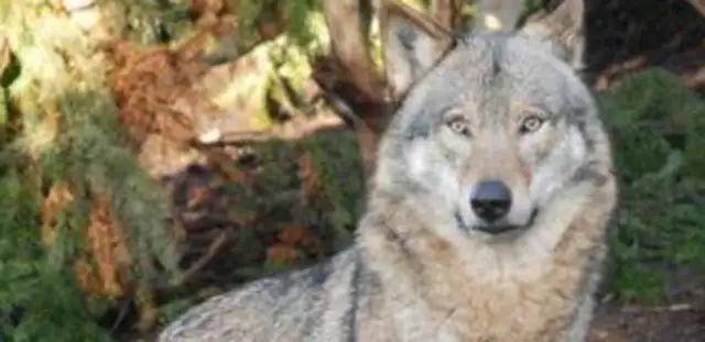 The dog becomes a wolf, and the master can't accept to be happy