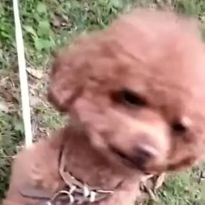There's a Teddy sitting on the empty lawn with tears in his eyes. Dog: Mom, where are you