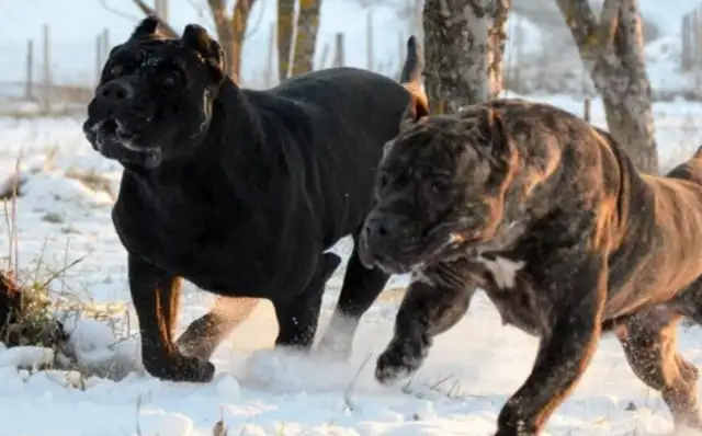 There's a battle between the dogs, the North and the South, the East and the West