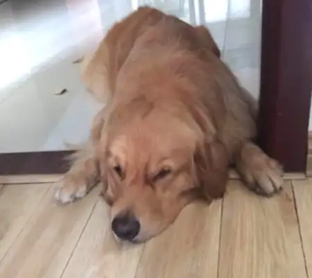 The master gave the golden hair her medication, she tried to resist, and the look on the dog's face when he showed up with the weapon was funny