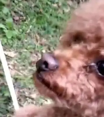 There's a Teddy sitting on the empty lawn with tears in his eyes. Dog: Mom, where are you