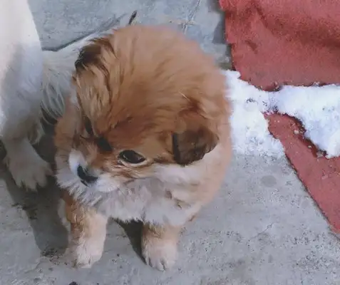 The dog ran away from the door and the dog was freezing and shaking