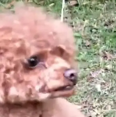 There's a Teddy sitting on the empty lawn with tears in his eyes. Dog: Mom, where are you