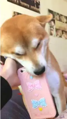 He's a dog who wakes up his master every day