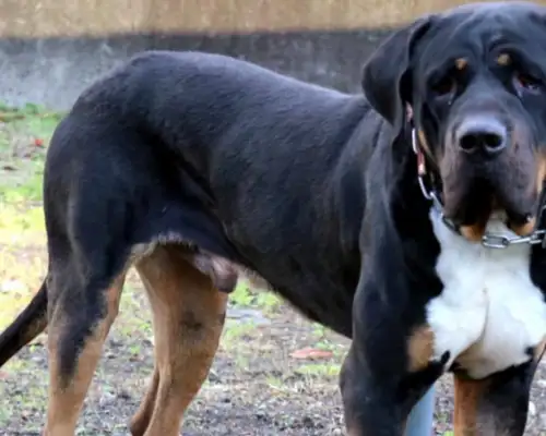 There's a battle between the dogs, the North and the South, the East and the West