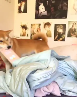 He's a dog who wakes up his master every day
