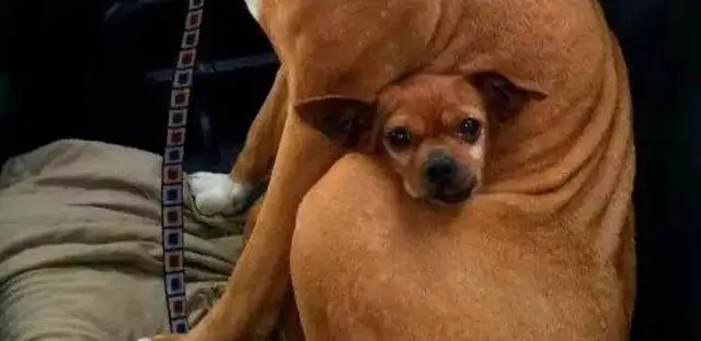 When the stray dog was adopted, there was a puppy in his arms
