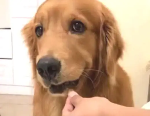 The master gave the golden hair her medication, she tried to resist, and the look on the dog's face when he showed up with the weapon was funny