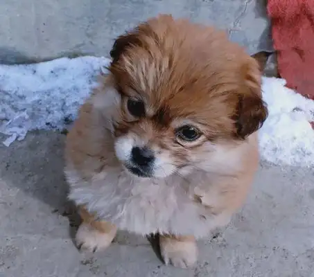 The dog ran away from the door and the dog was freezing and shaking