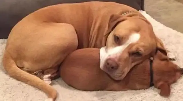 When the stray dog was adopted, there was a puppy in his arms