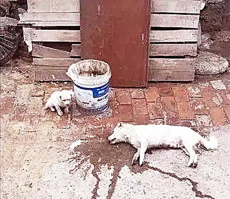 The mother of a stray dog was killed alive, and then a move by the dog, a moment of tears