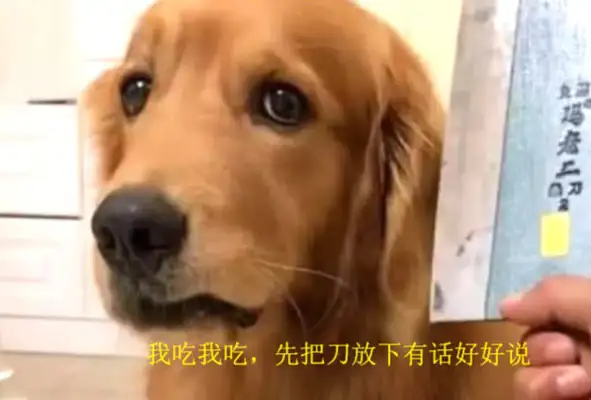 The master gave the golden hair her medication, she tried to resist, and the look on the dog's face when he showed up with the weapon was funny