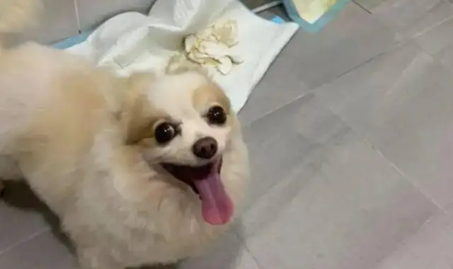 He's a dog who wakes up his master every day