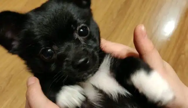 The dog came to my feet and learned that the dog had been abandoned