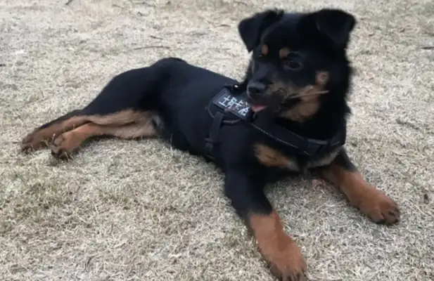 The dog bites his stuff at home, and the netizens raise up their shoes and beat him