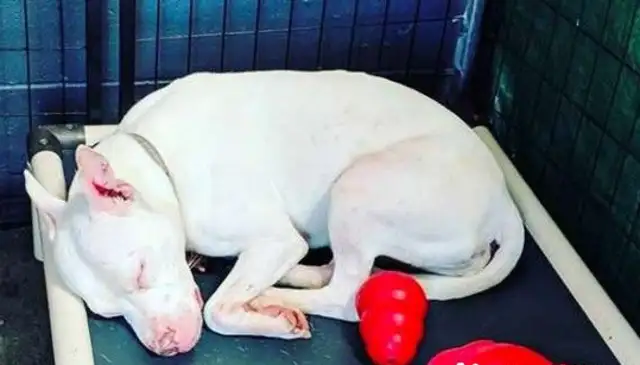 Every day after the adoption of the Mobdog, he looked at his master