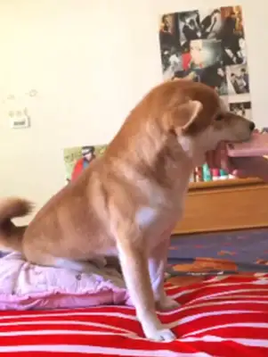 He's a dog who wakes up his master every day