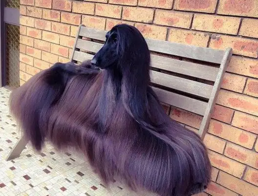 The most beautiful Afghan dog in the world? It's like Black Falls, Afghan hounds, Internet red