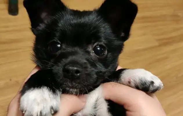 The dog came to my feet and learned that the dog had been abandoned