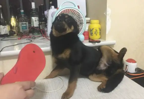 The dog bites his stuff at home, and the netizens raise up their shoes and beat him