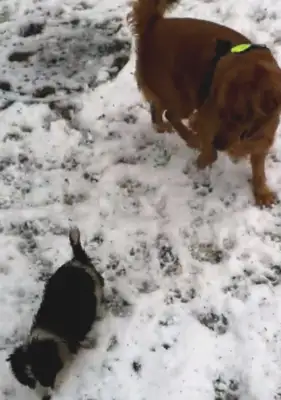 I found a stray dog in the cold, and I saw him trying to be nice