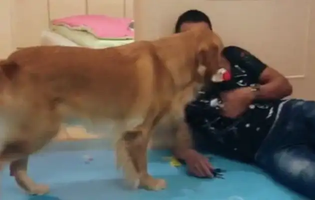 The master came home drunk, with golden water and blankets, and was a dog god